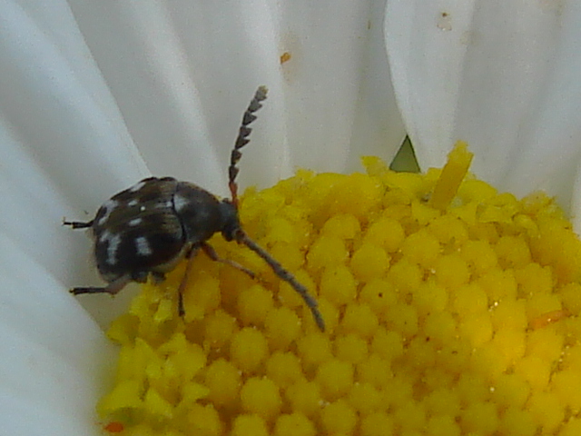 Chrysomelidae Bruchinae: Bruchidius meleagrinus